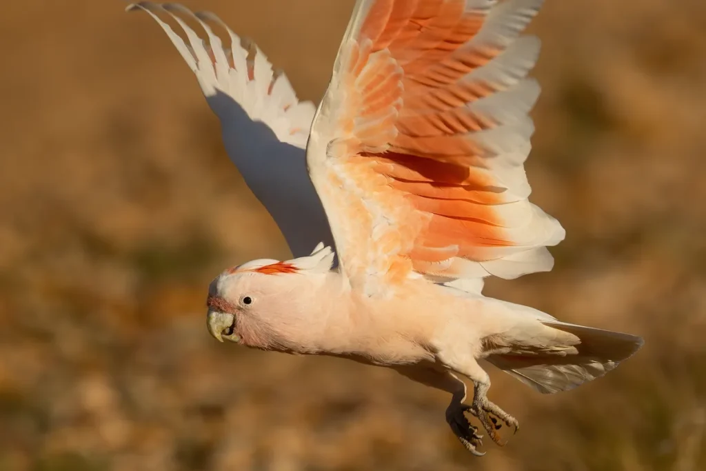 A Major Mitchell's cockatoo in flight against a blurred golden background, wings raised to show salmon-pink and white underwing feathers. Illustrative; not the Brisbane 2032 emblem.